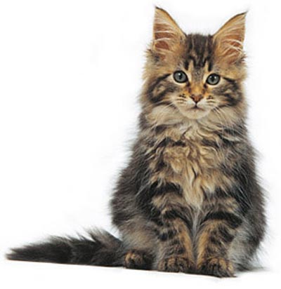 kucing maine coon berasal dari usa maine tapi asal usul